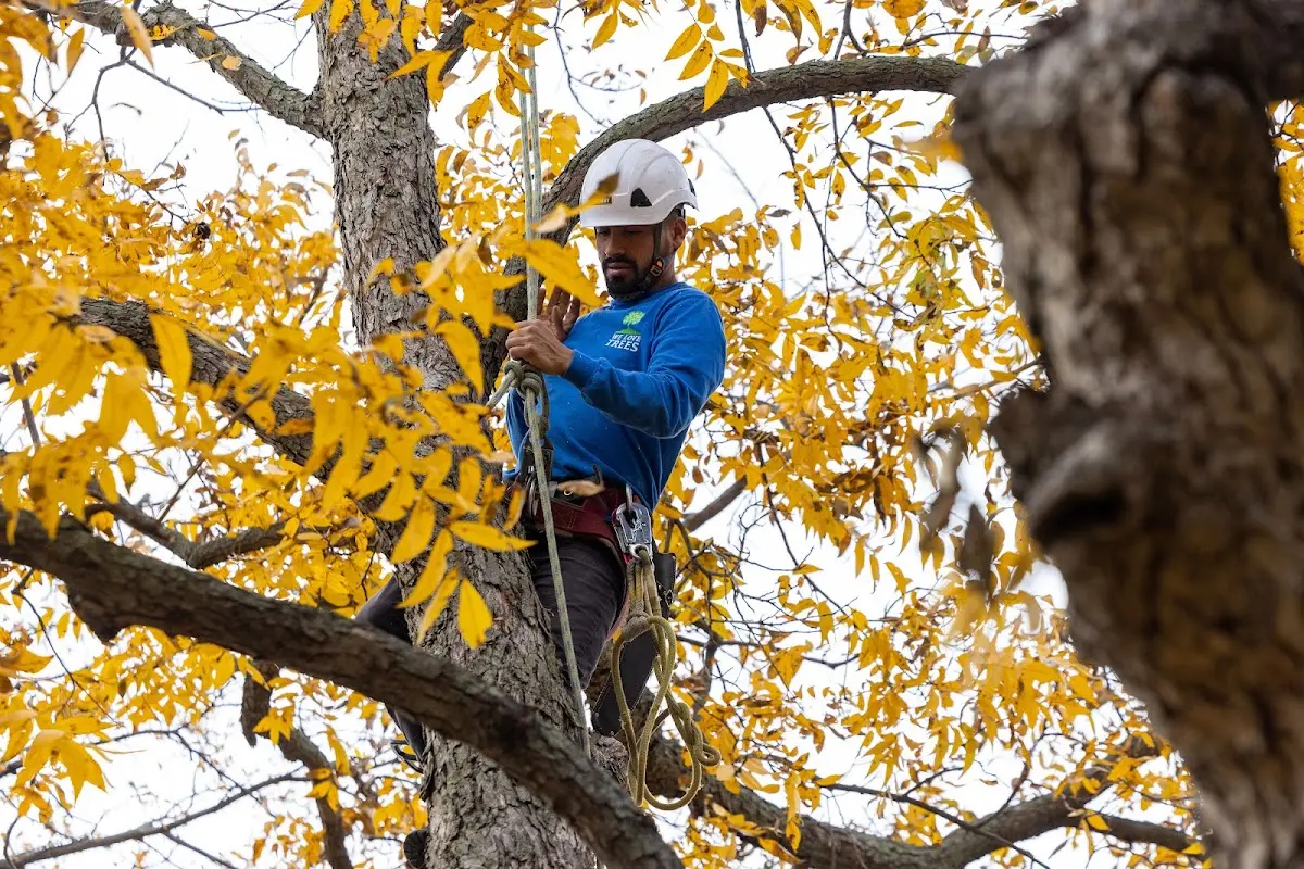 Skilled Storm Damage Cleanup crew working in Hordville