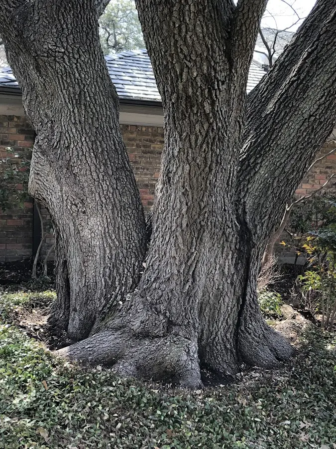 Mature heritage tree close to a Hordville property cared for by certified arborists